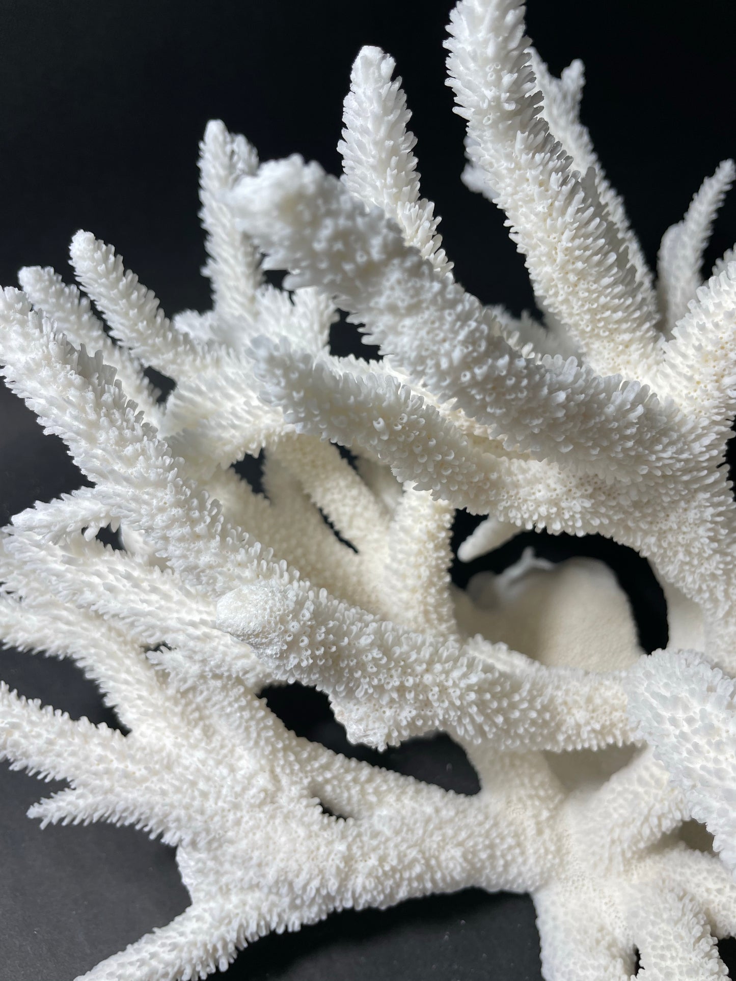 Staghorn Coral (15”x14”x9”)