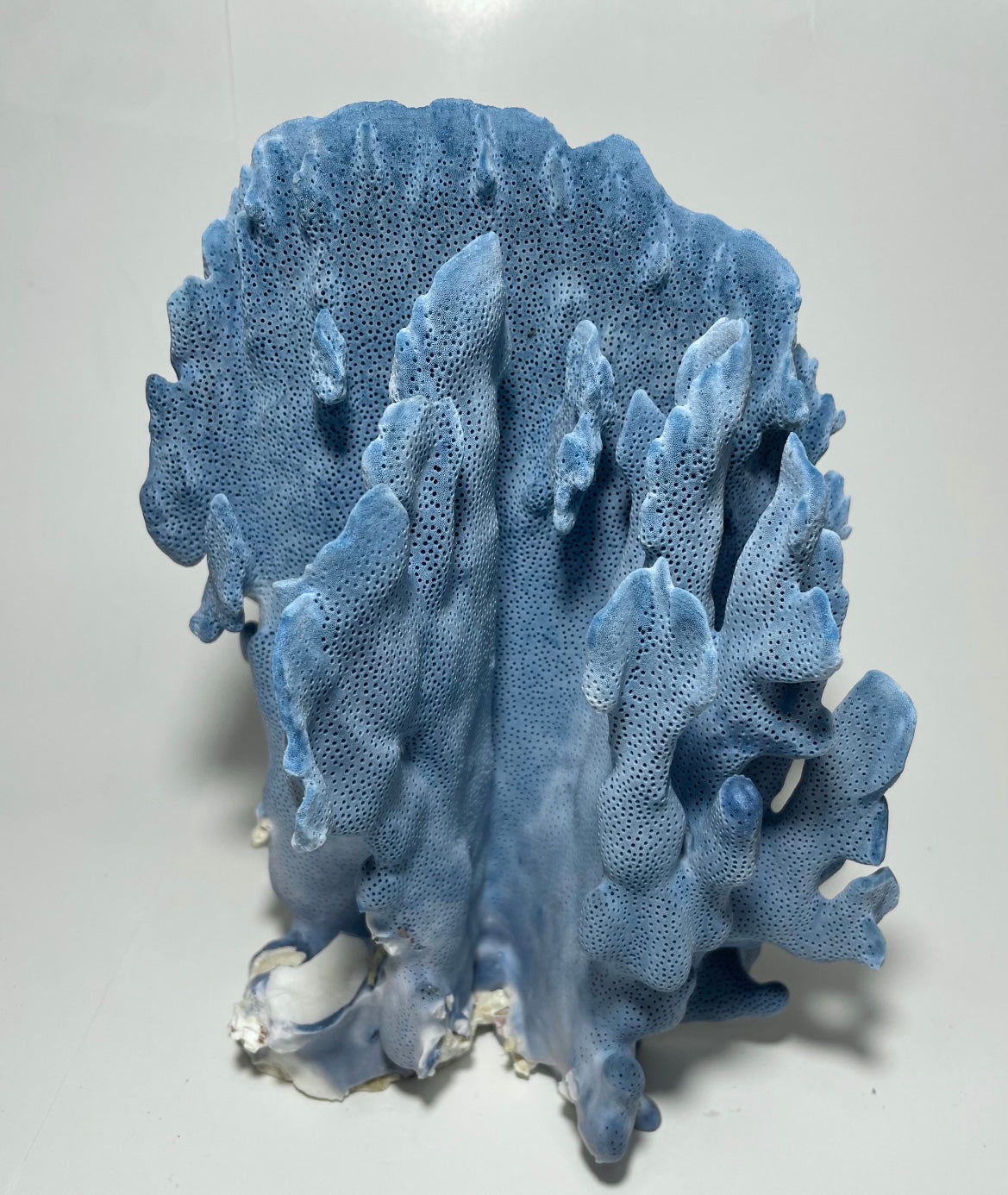 Blue Ridge Coral (9”x8”x6”)