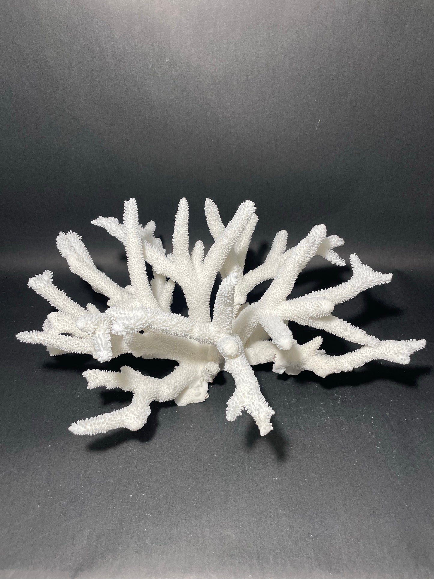 Staghorn Coral (18”x14”x8”)