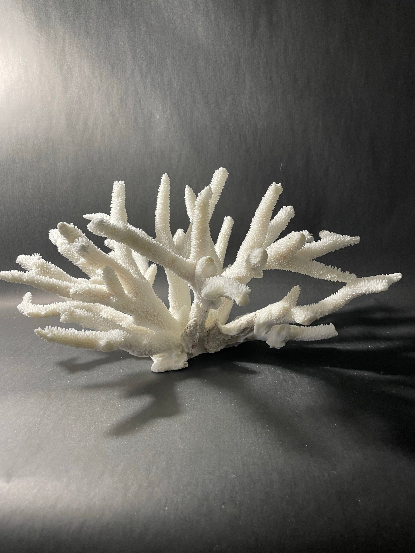Staghorn Coral (18”x14”x8”)