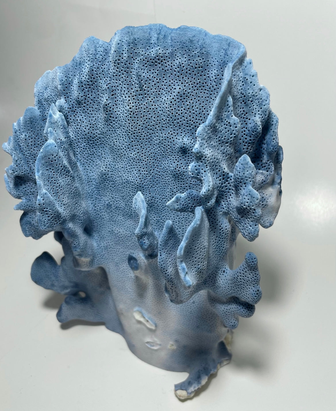 Blue Ridge Coral (9”x8”x6”)