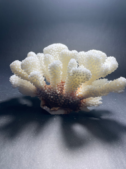 Brownstem Coral (7”x5”)