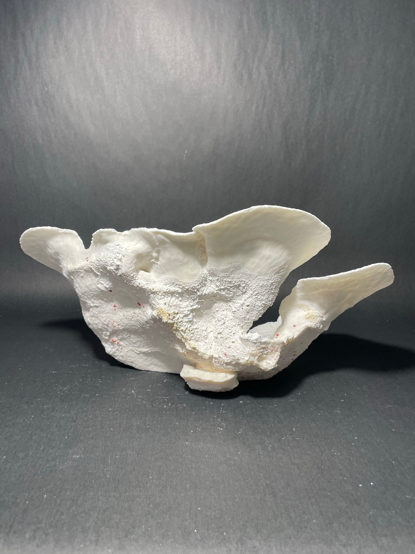 Cup Coral (14”x7”x7”)