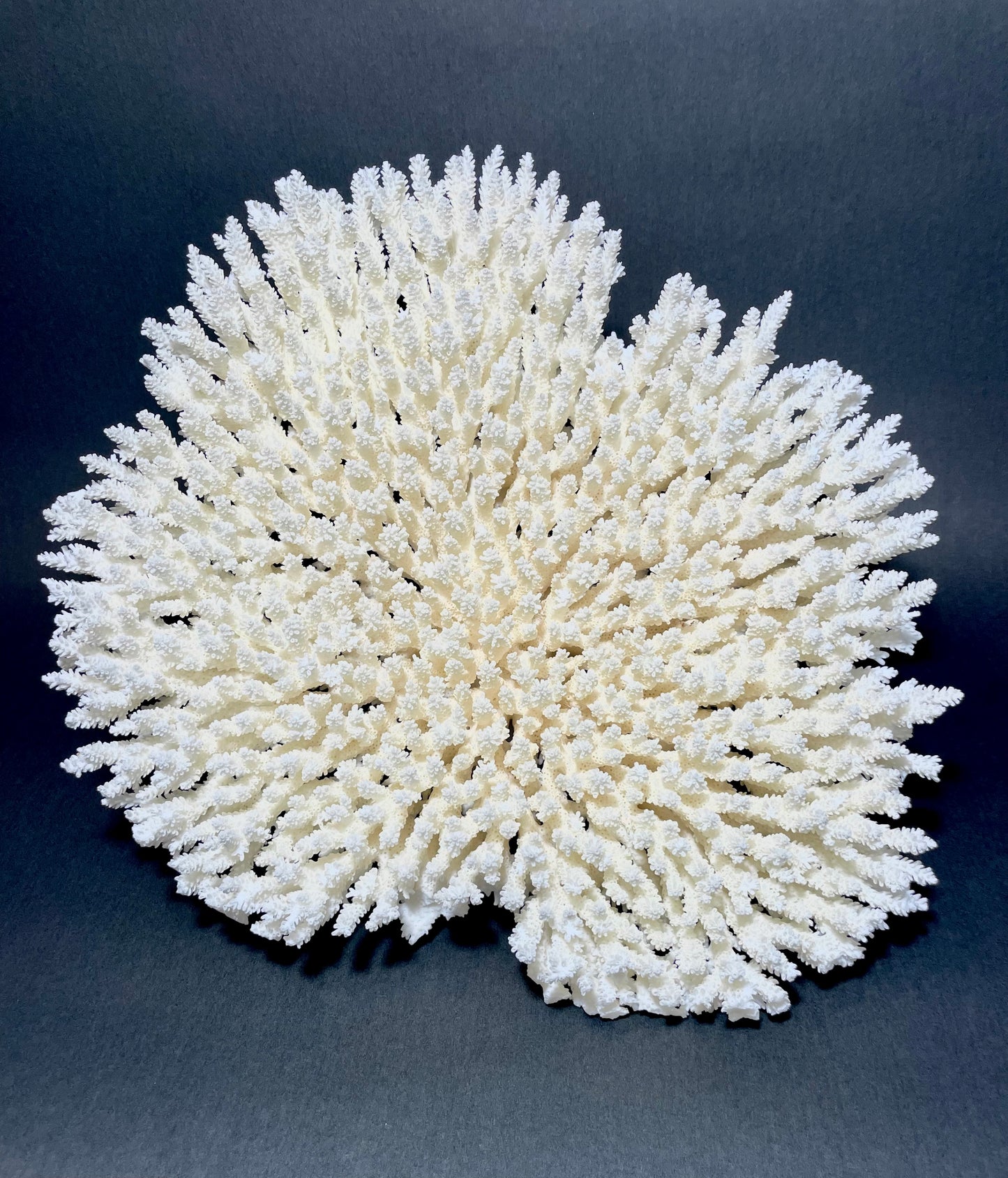 Table Coral 17” x 18” - Treasures from Beneath