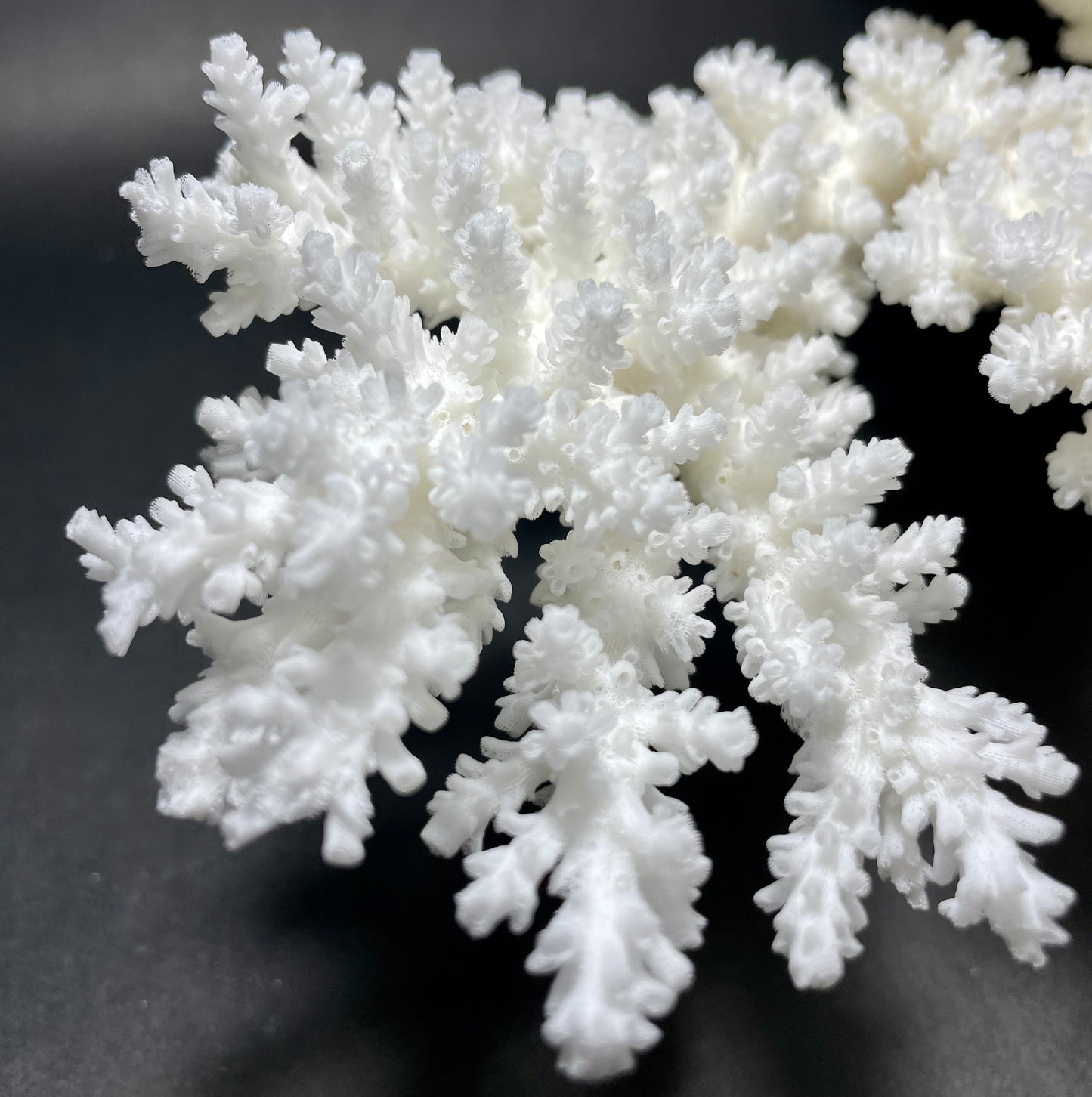 Branch Coral (19”x17”)