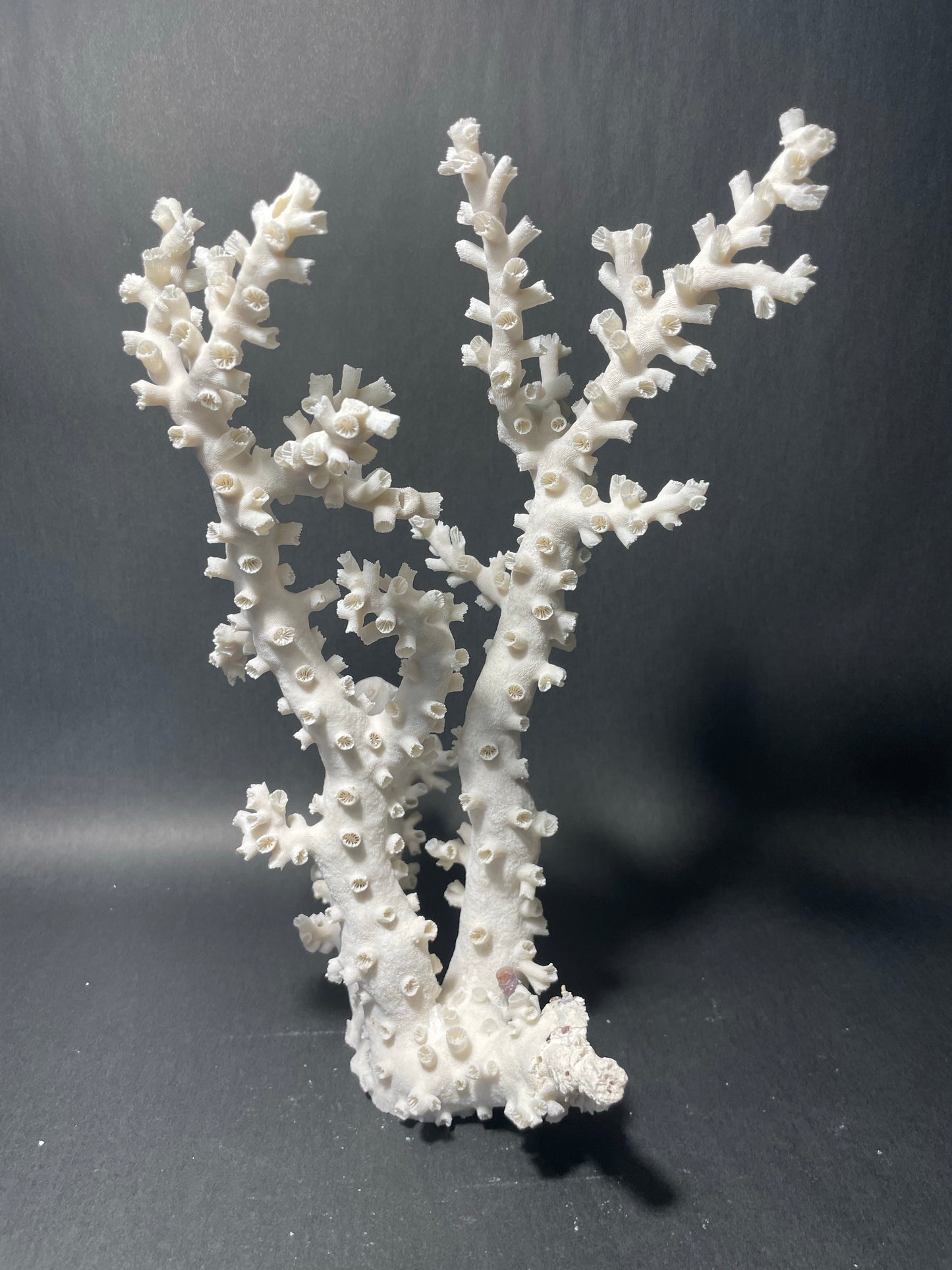 Octopus Coral (12”x8”x8”)