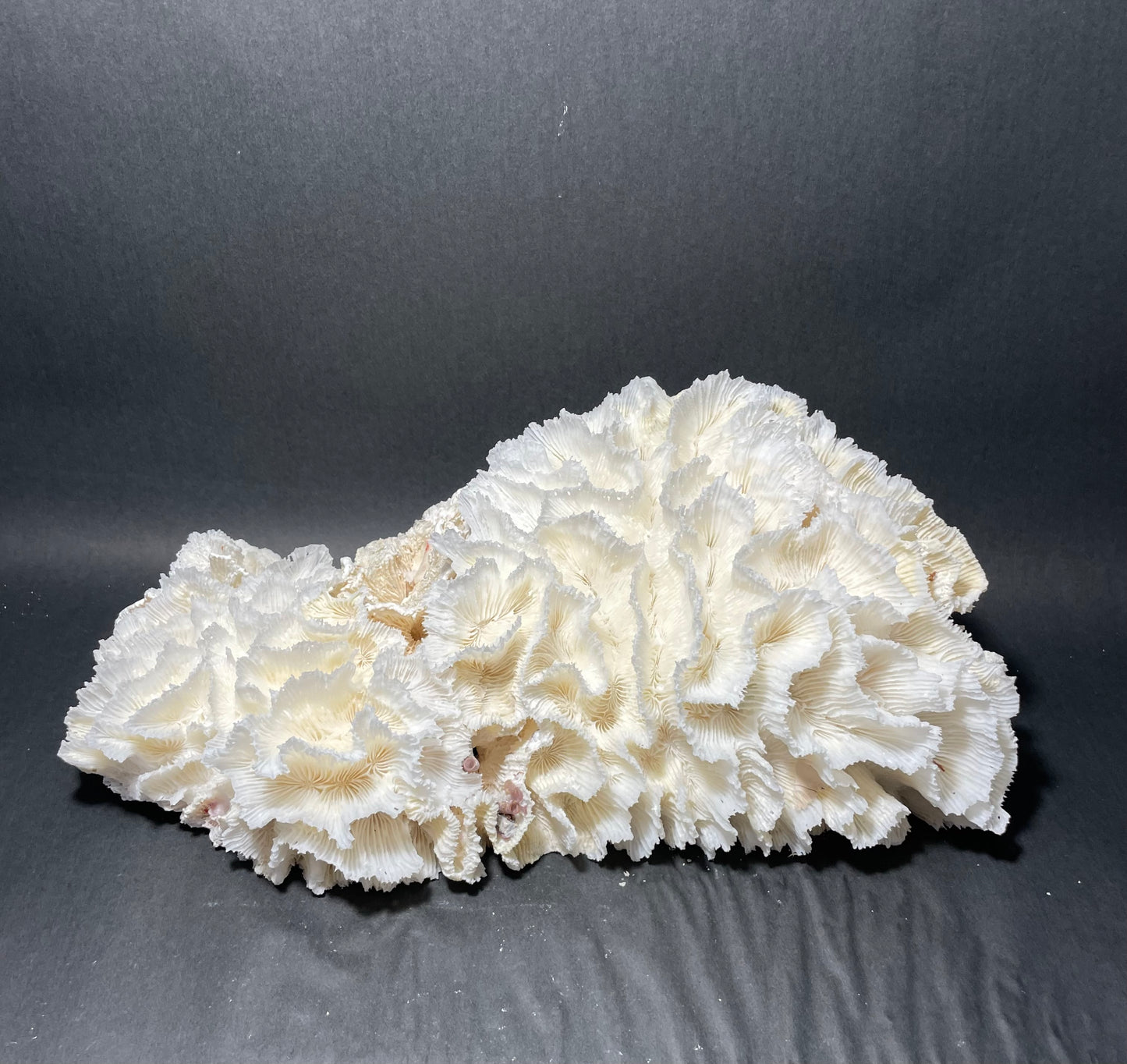 Lettuce Coral (15”x9”x9”)