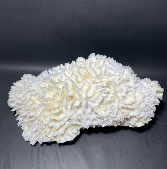 Lettuce Coral (18”x9”x9”)