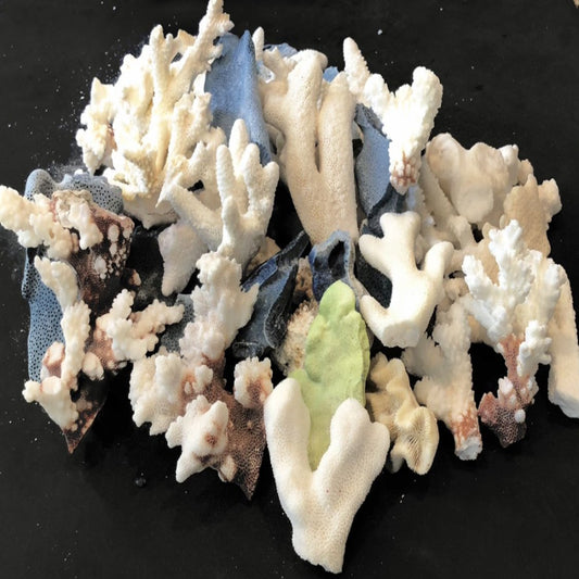 Multi-Colored Coral Pieces (1 lb) - Treasures from Beneath
