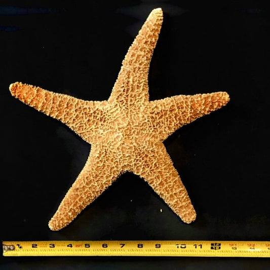 Starfish - Variety 12" Sugar - Treasures from Beneath