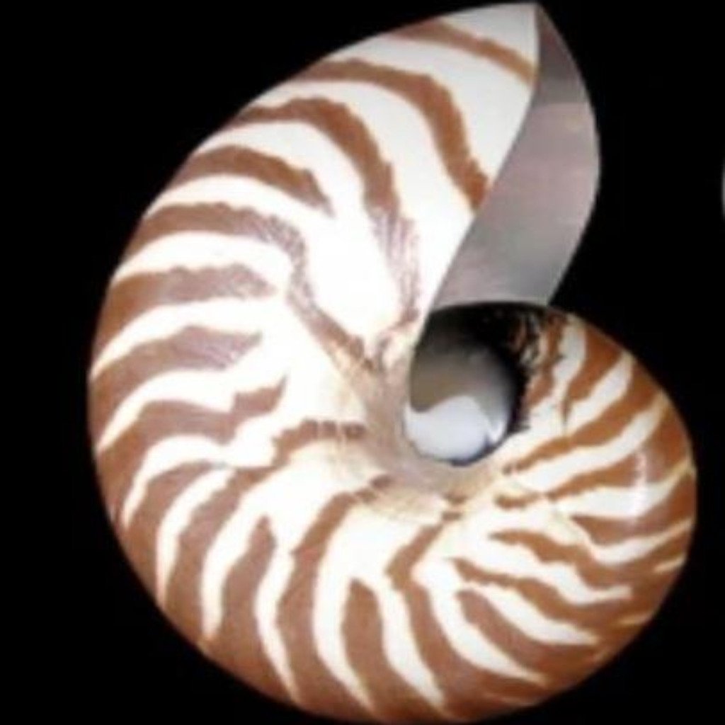 Nautilus Shells 3” Tiger Striped Chambered