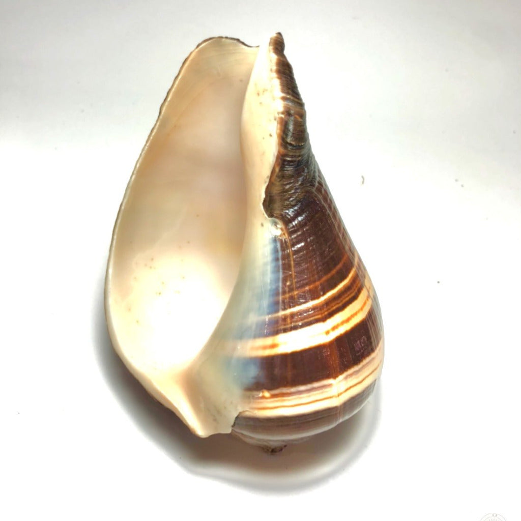 Natural Melongina, Polished  (3"-5”) (2 pieces) - Treasures from Beneath