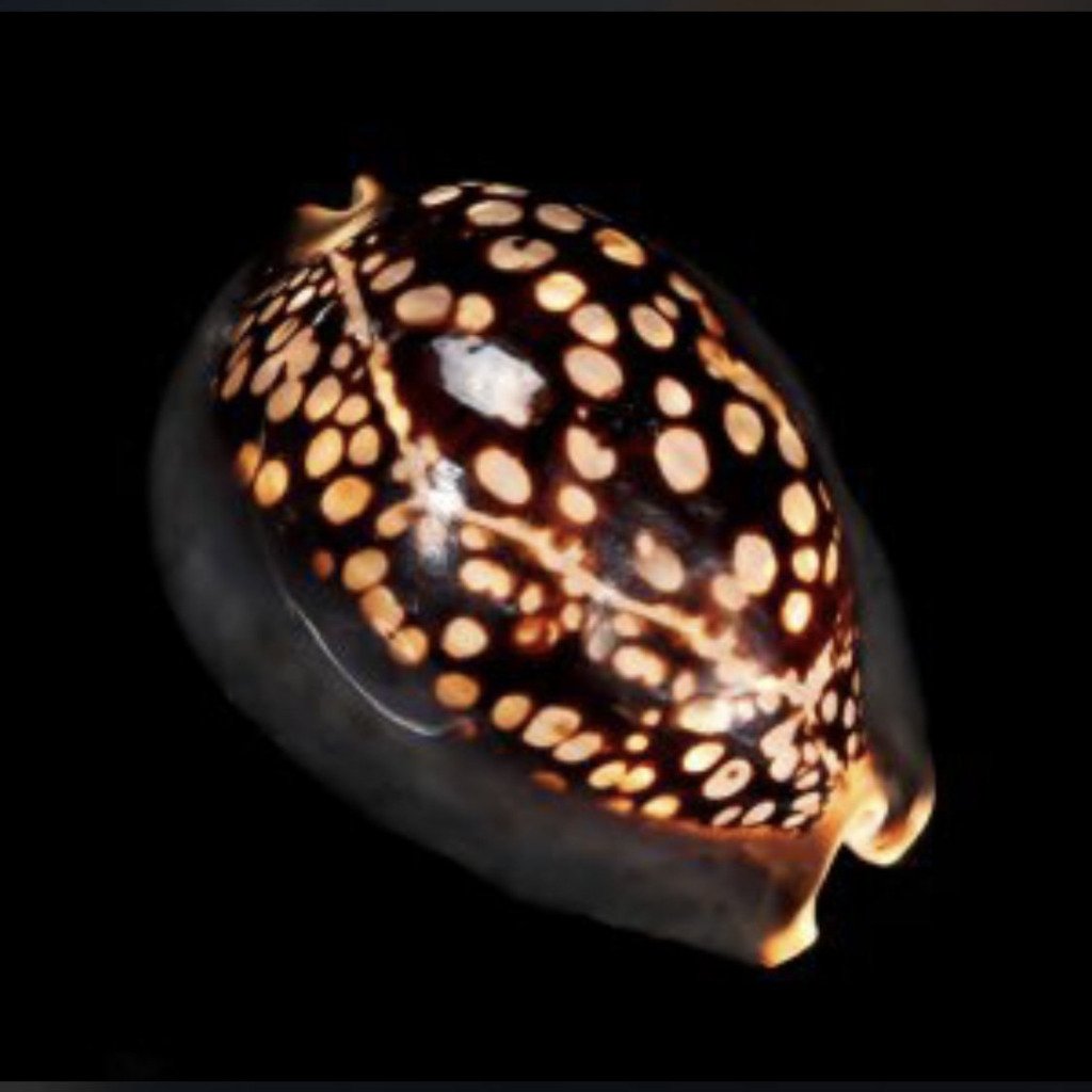 Cowrie Shells Morning (3”+) - Treasures from Beneath