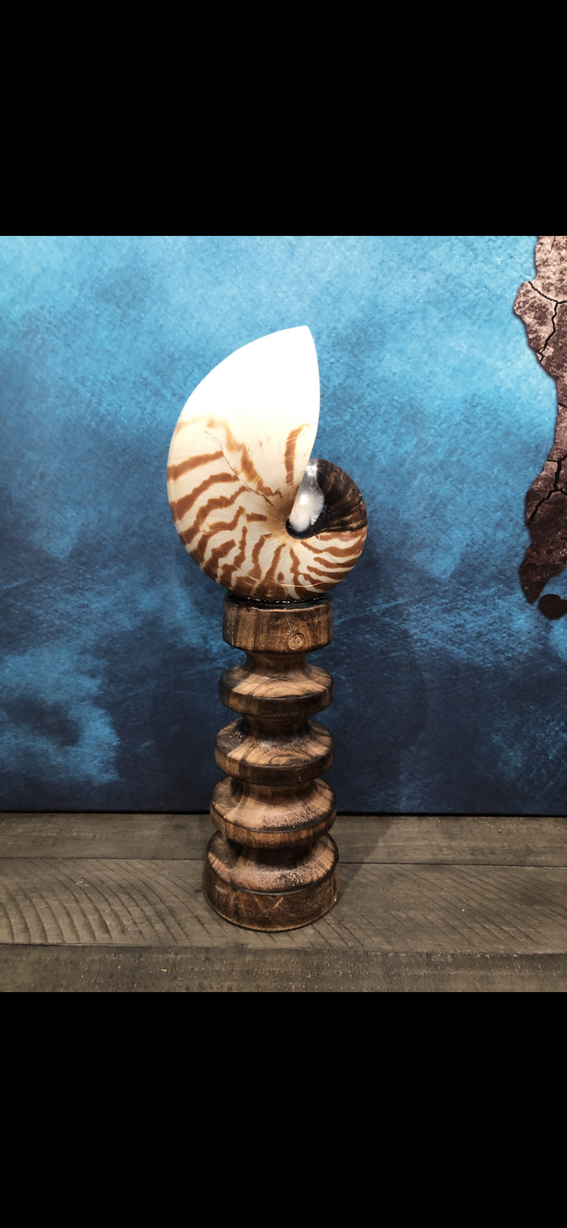 6.5 inch tiger nautilus shell on a wooden stand - ElegantCreationsbyByron