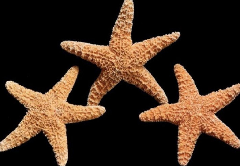 Starfish - Variety 12" Sugar - Treasures from Beneath