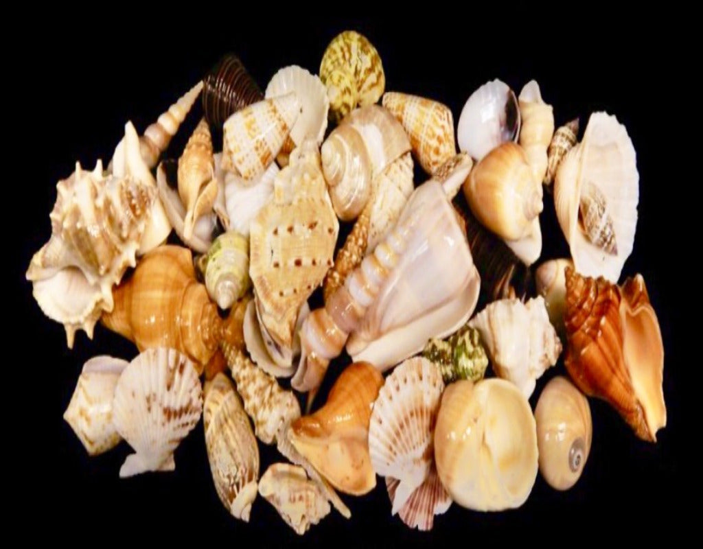 Indian Ocean Shells (1"-5”), 1 lb - Treasures from Beneath