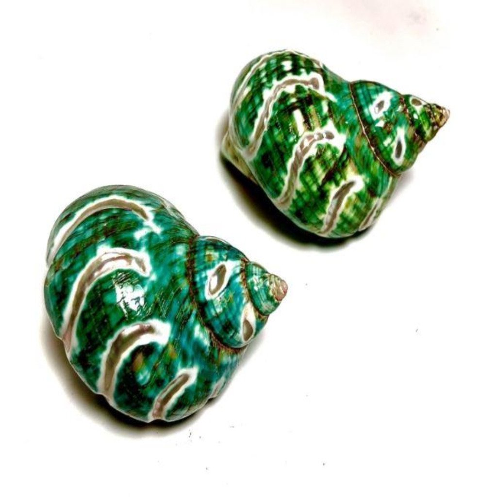 Multi Cut Turbo Shells 3"-3.5" Crazy Carved Jade - Treasures from Beneath