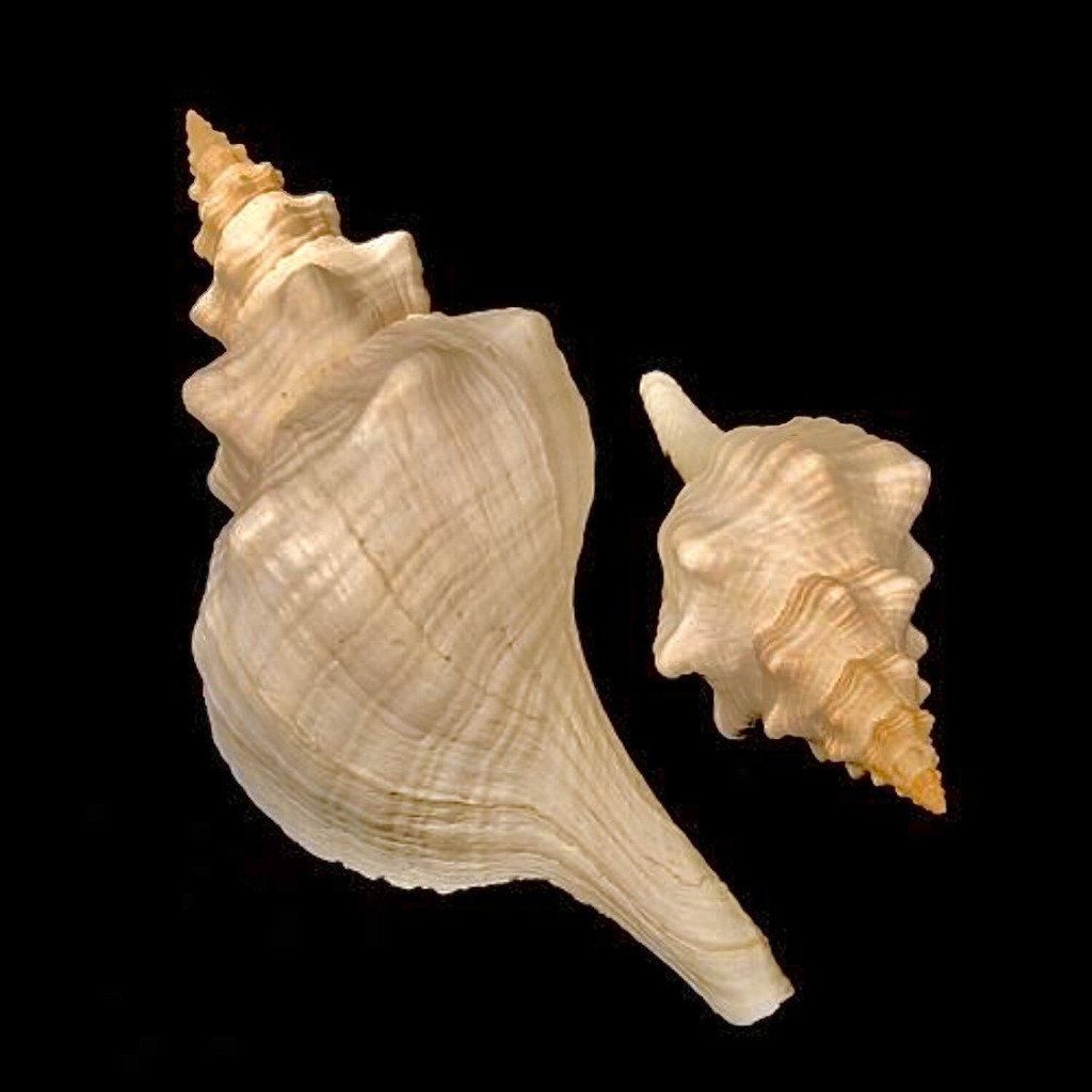 Horse Conch 9"-10" - Treasures from Beneath