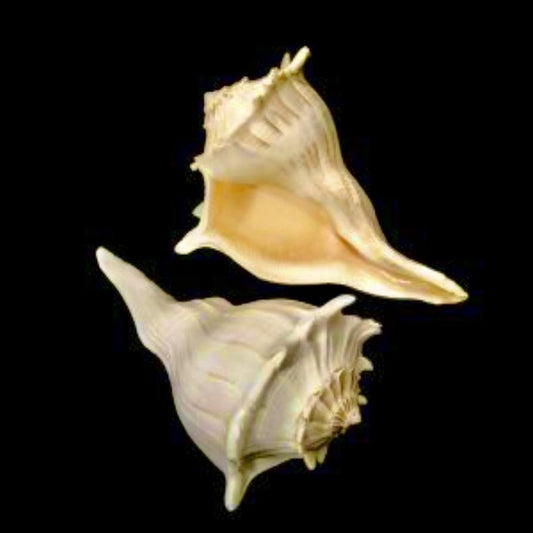 Left-handed Whelk 8-9"