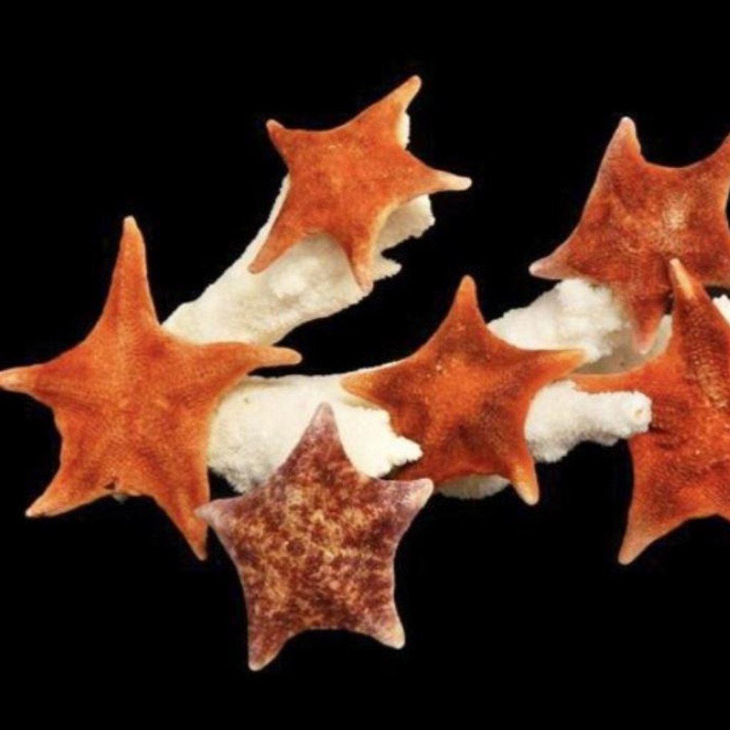 Starfish - Variety 4"-5" Bat - Treasures from Beneath