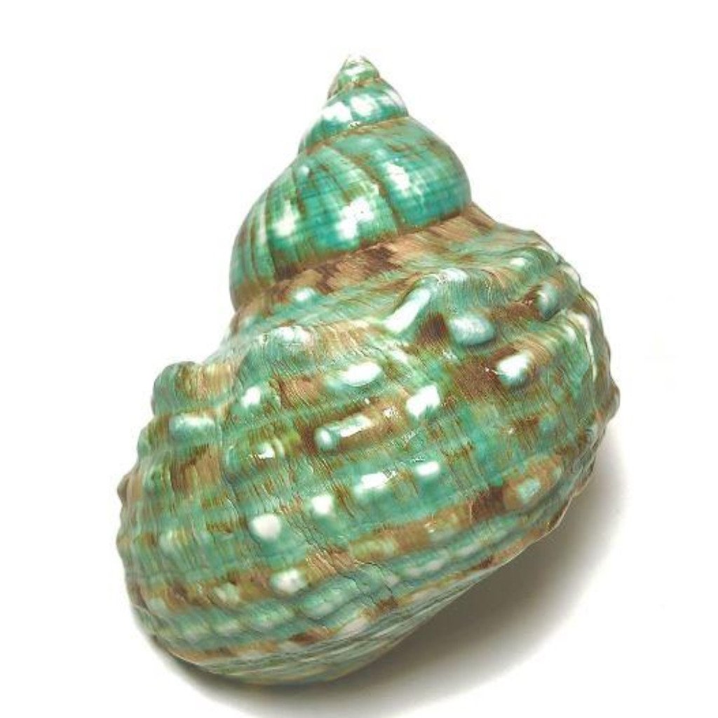 Turbo Shells Jade (4”) - Treasures from Beneath