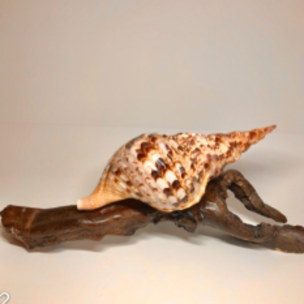 Pacific Triton Conch Shells 11" Atlantic Triton mounted on driftwood