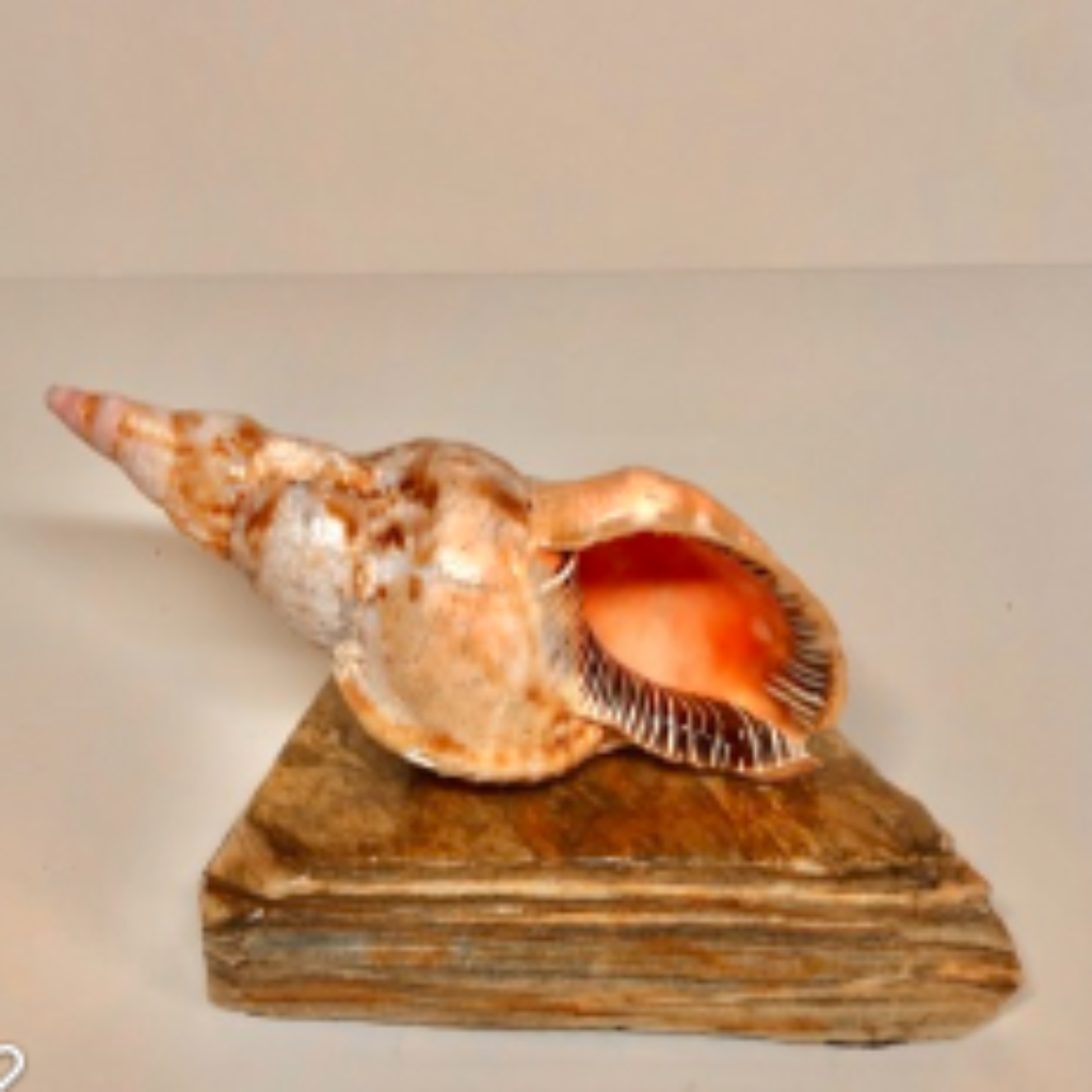 Pacific Triton Conch Shells 7" Pacific Triton on a rock base stand