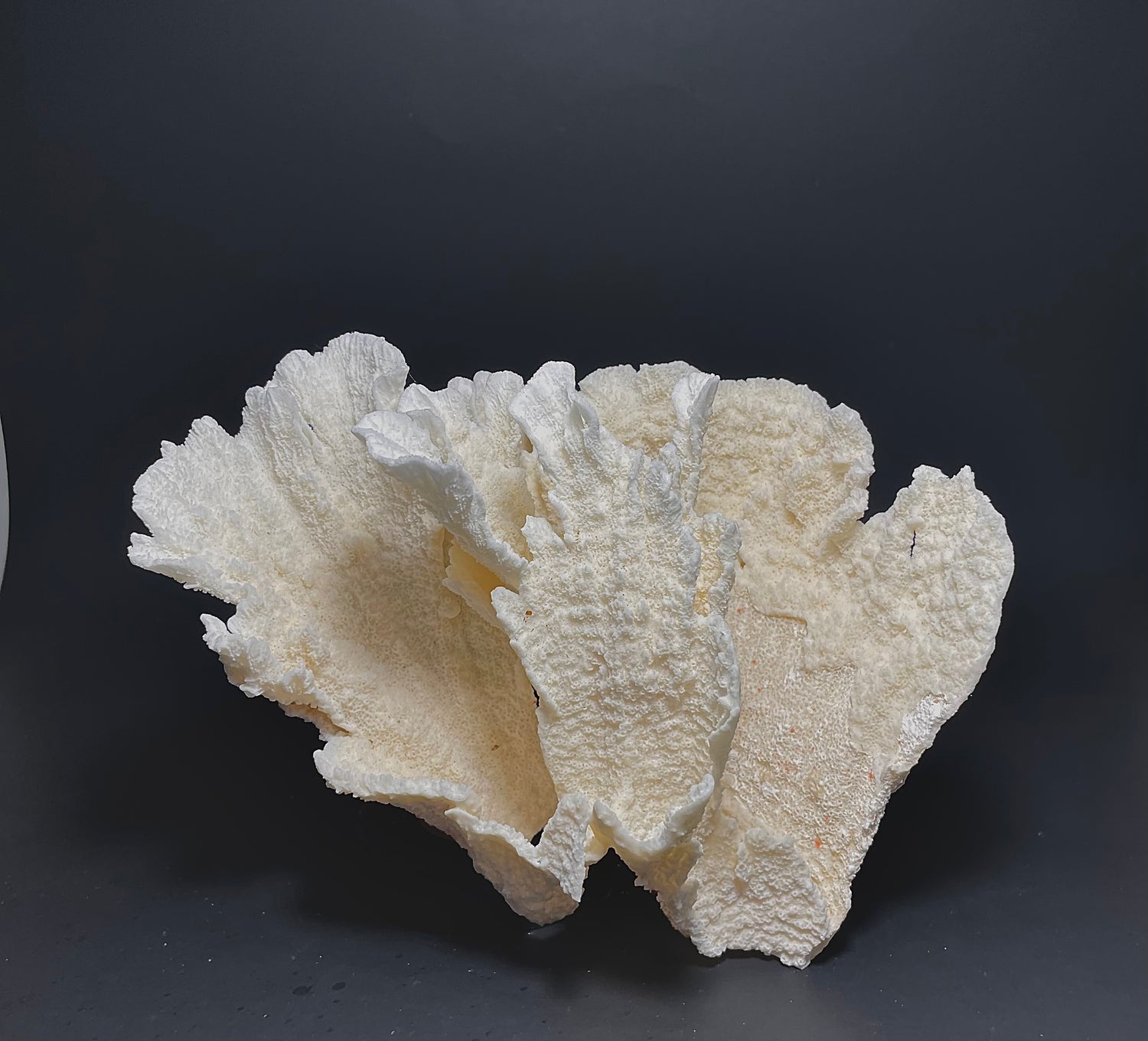 Poca Coral 6”x5” - Treasures from Beneath