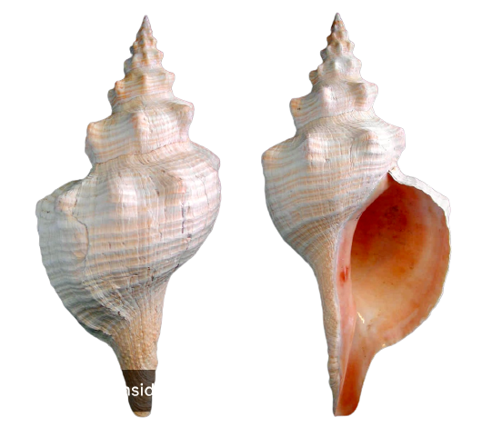 Horse Conch 9"-10" - Treasures from Beneath