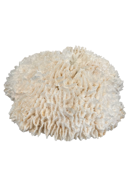 Lettuce Coral (21”x19”)