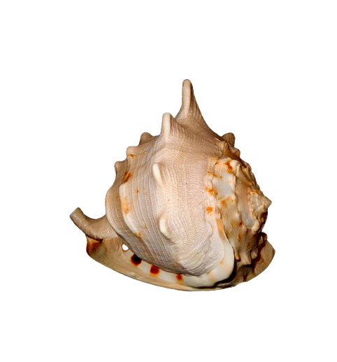 Queen Horned Helmet Shells 6.5”