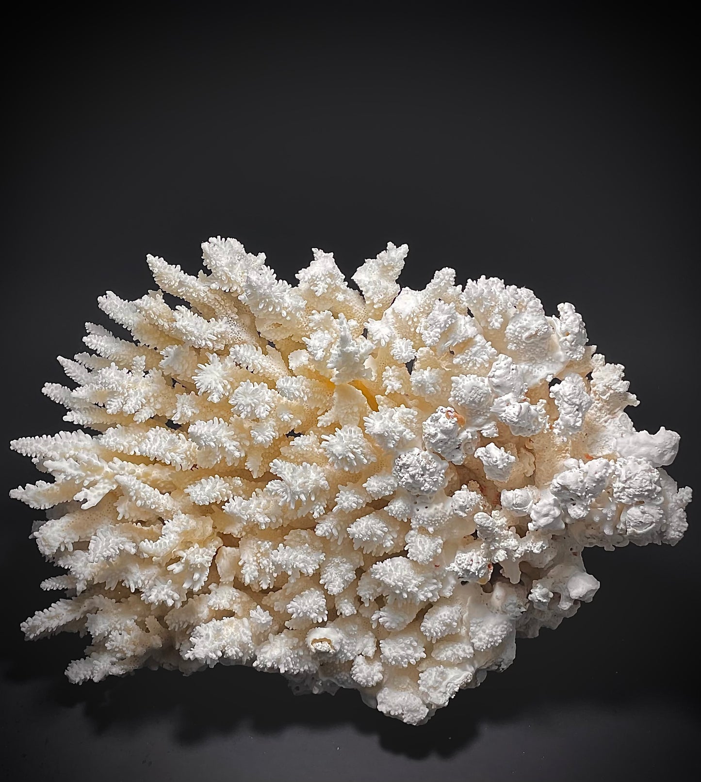 Bush Coral (15”x12”)