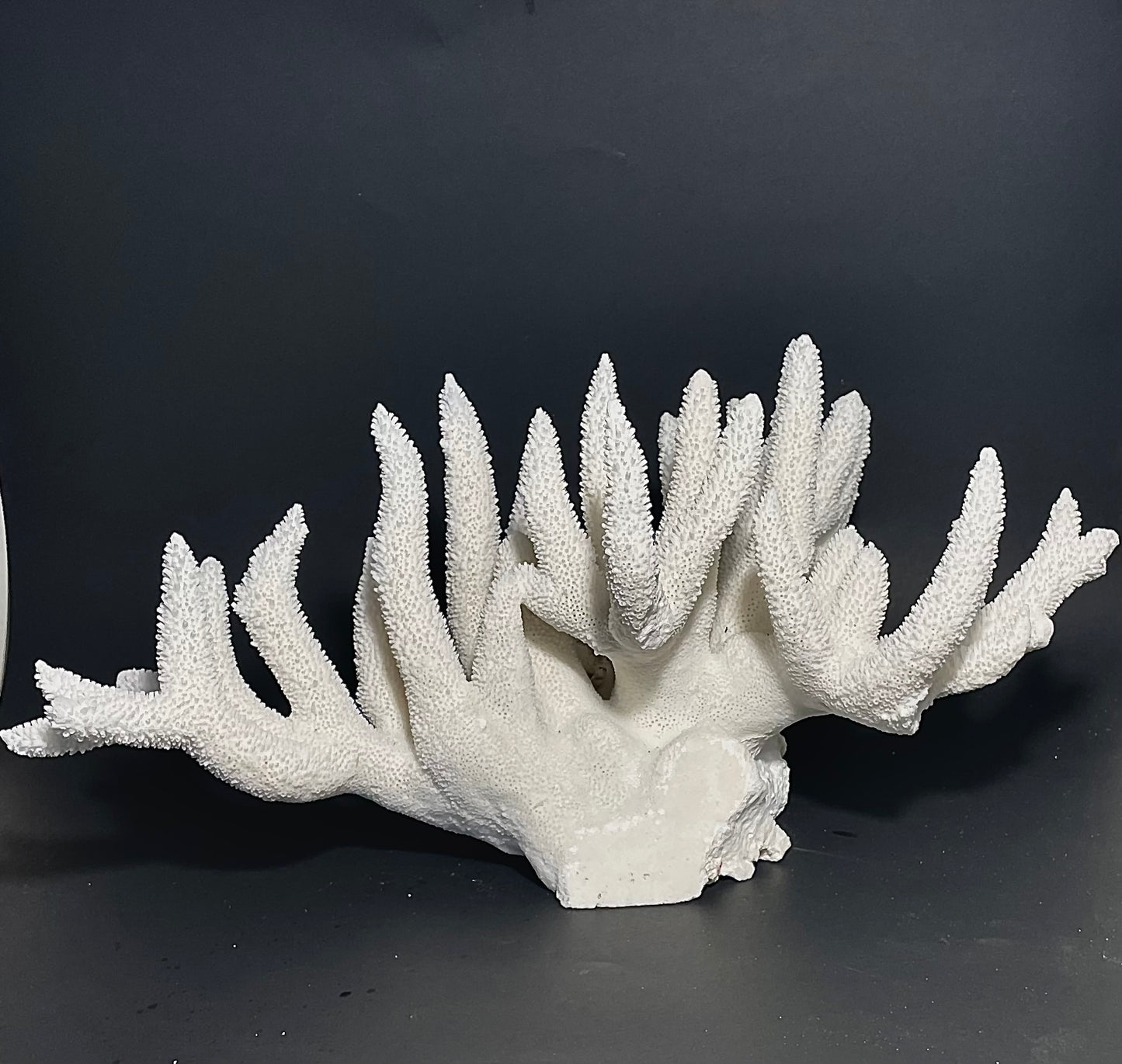 Staghorn Coral 15”x10” - Treasures from Beneath