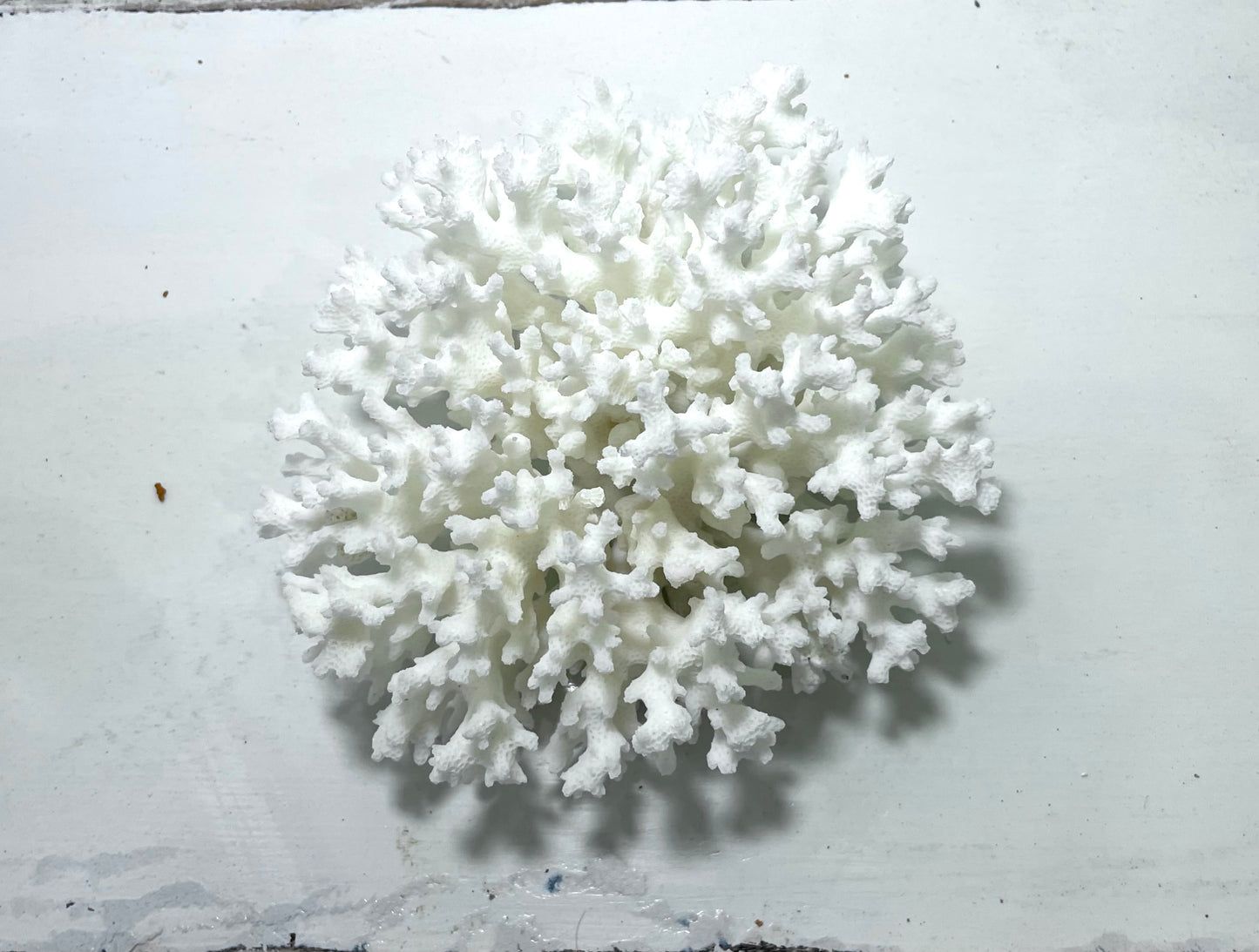 Lace Coral (5”-7”)