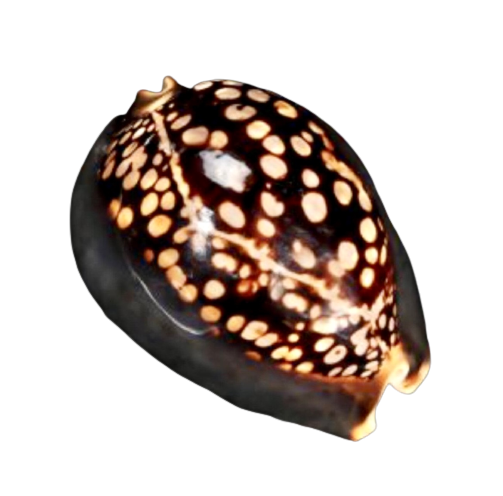 Cowrie Shells Morning (3”+) - Treasures from Beneath