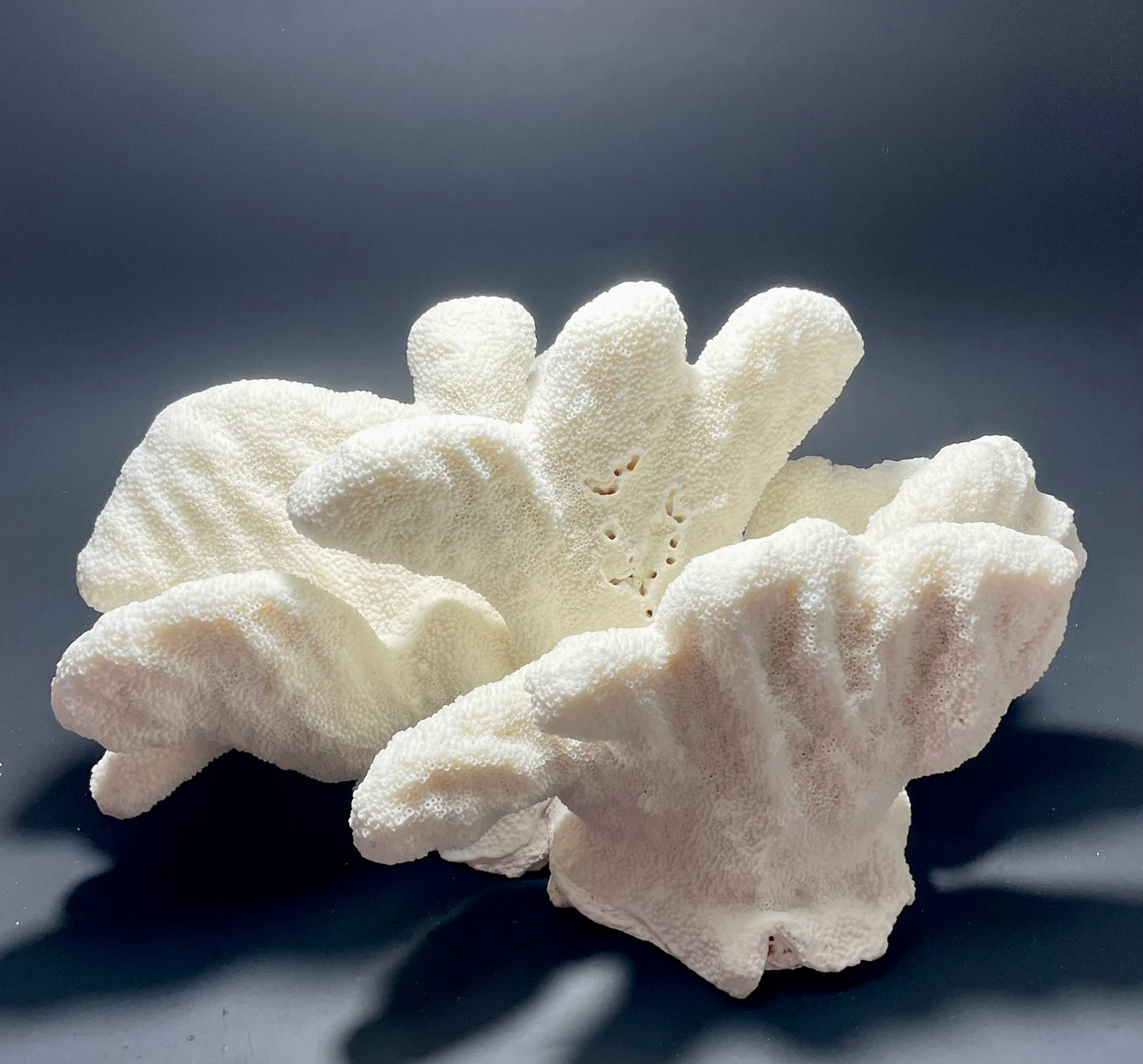 Cats Paw Coral (14”x10”)