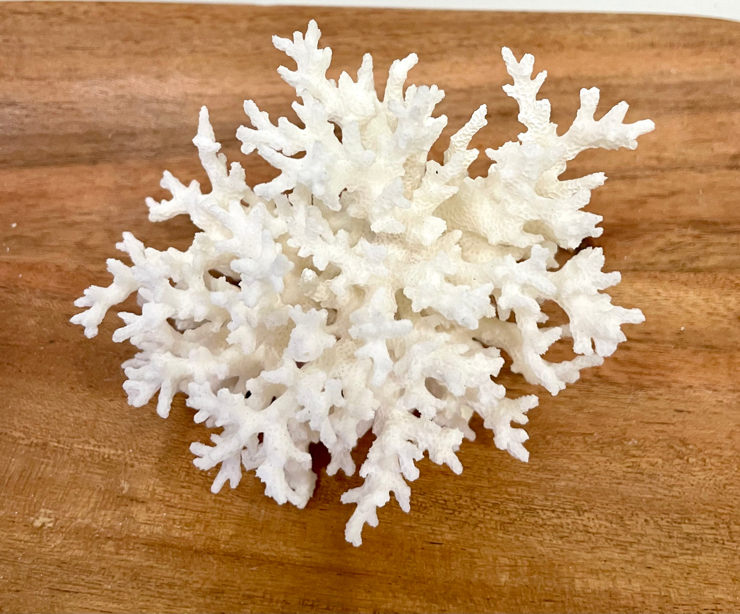 Lace Coral (3”-5”)