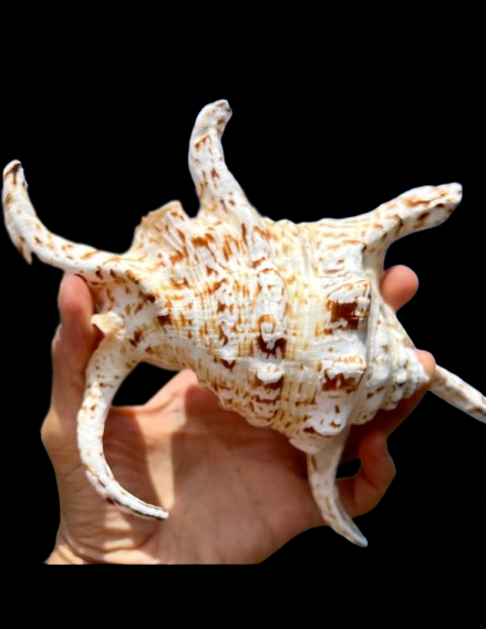 Chiragra Spider Conch (7”+)