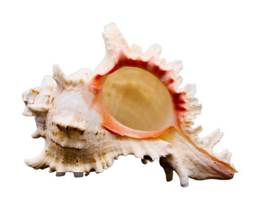 Ramosus Murex Shell (3”+)