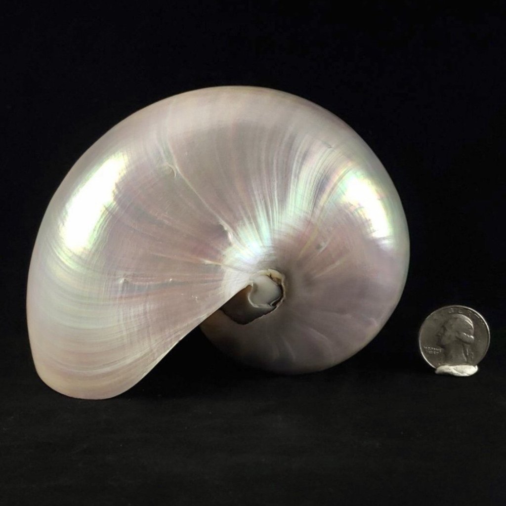 Nautilus Shells 5-6” Pearl Chambered