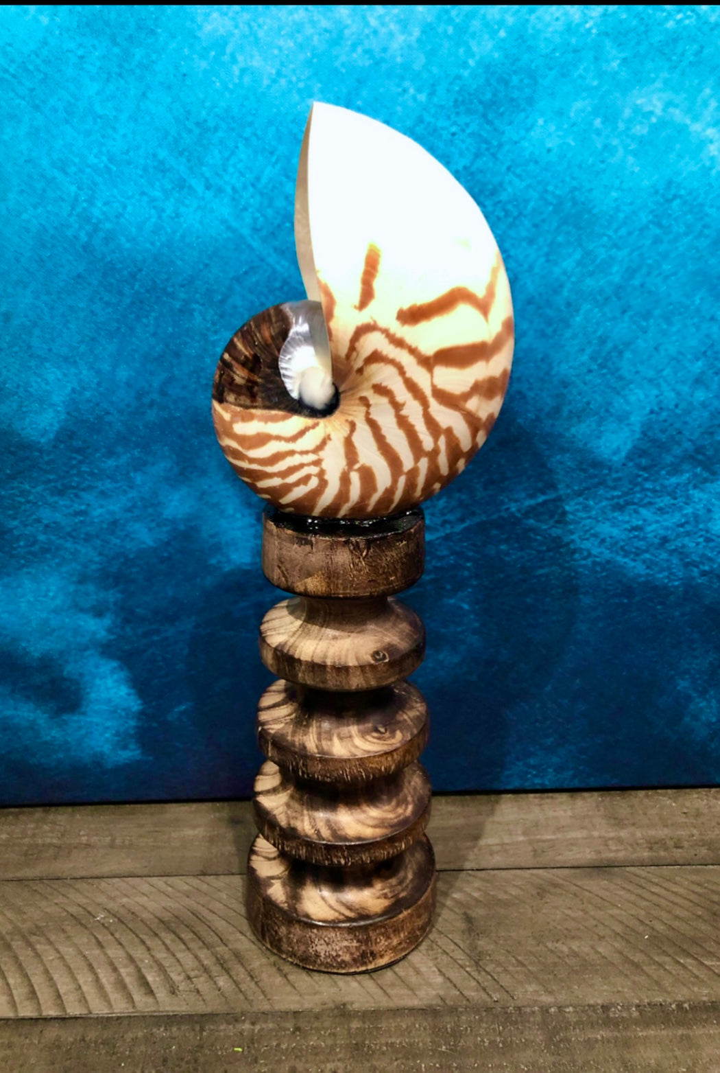 Tiger Nautilus Shell on a Wooden Stand - Treasures from Beneath
