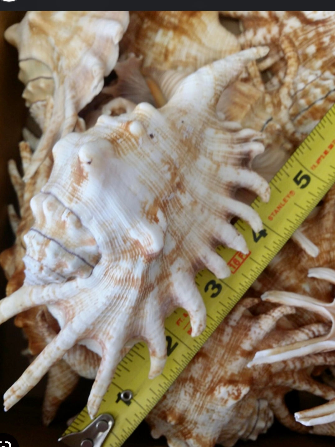Millipede Spider Conch (5”+)