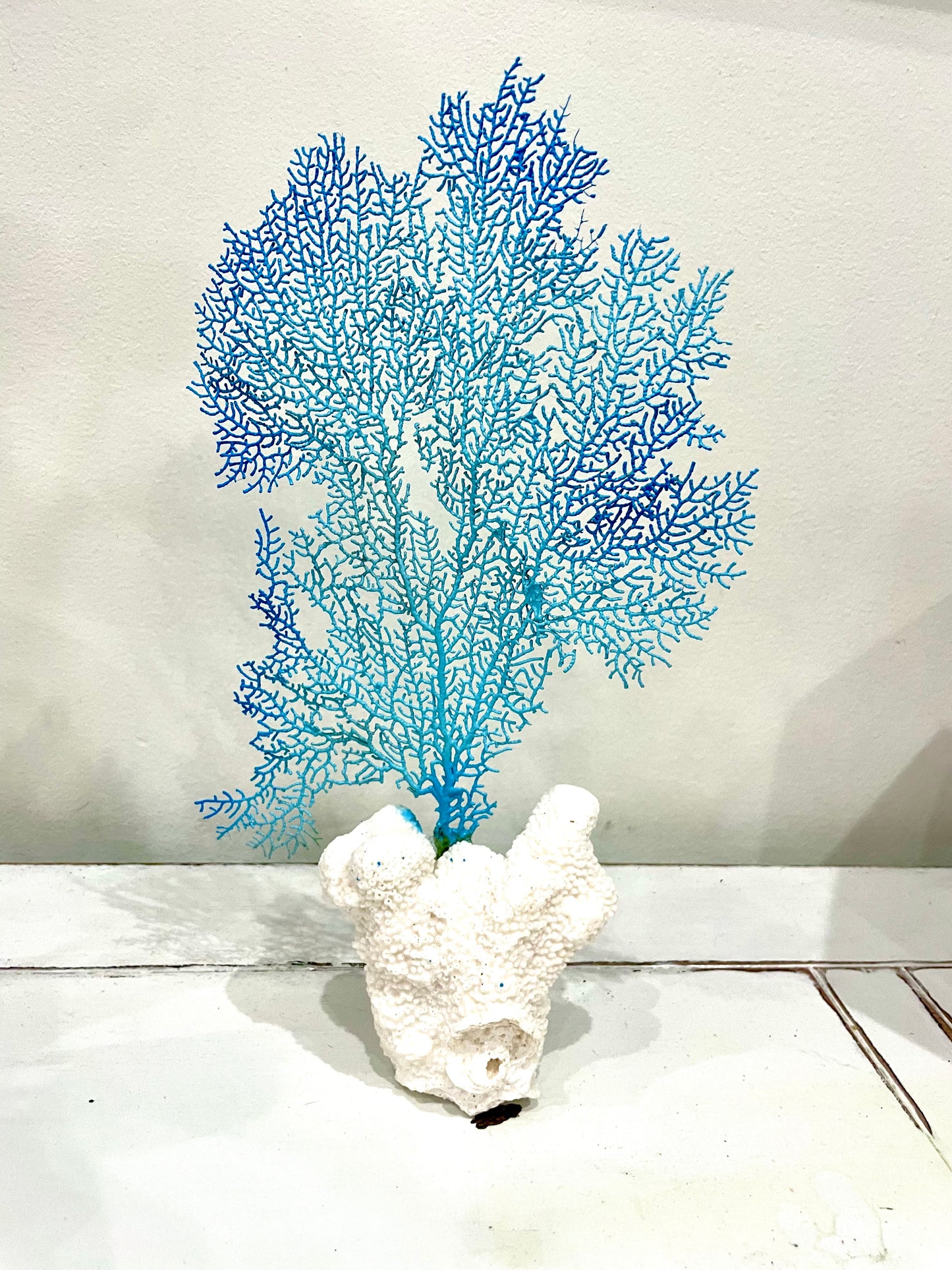 Sea Fan on Cat’s Paw Coral (13”x8”)