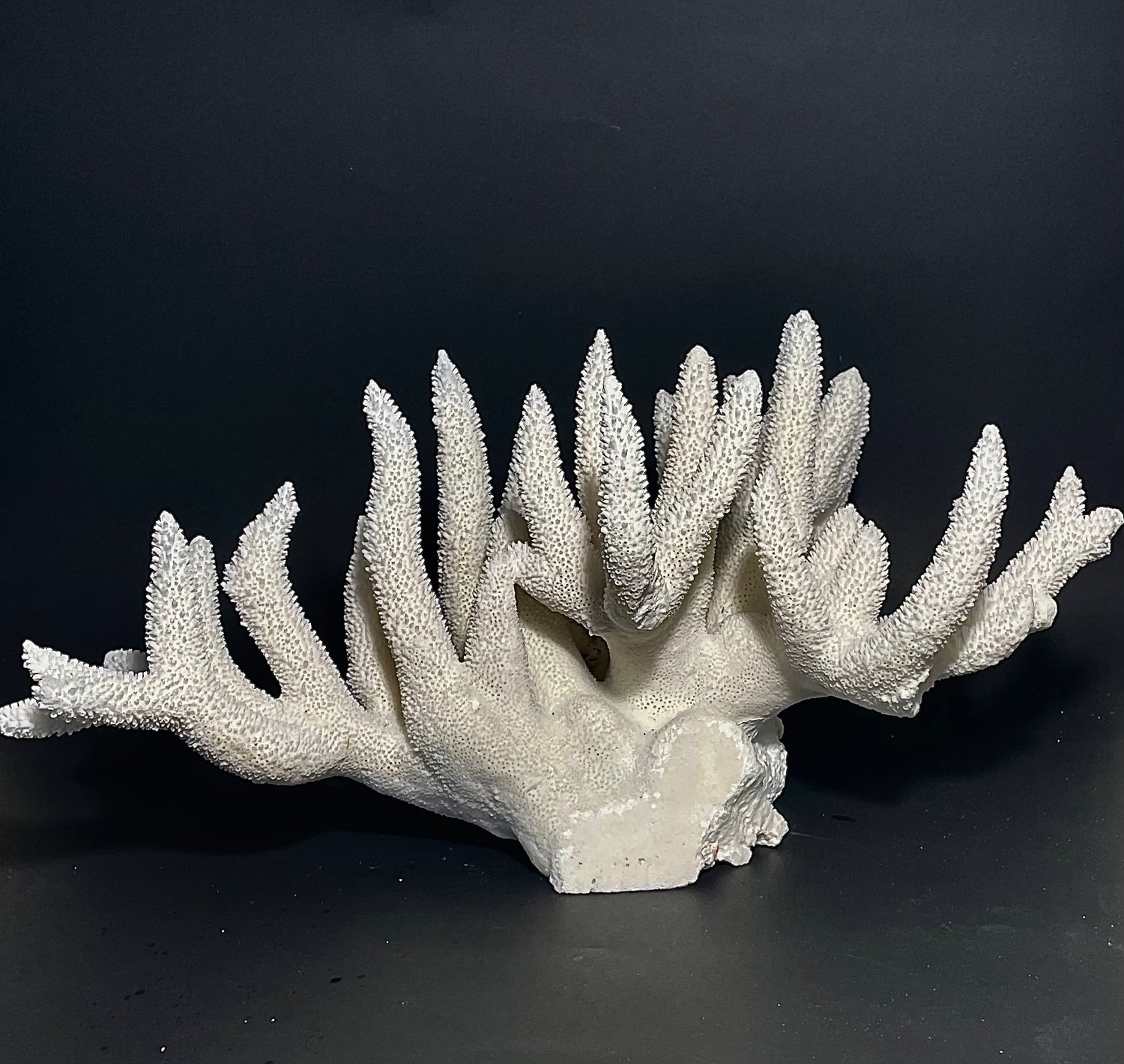 Staghorn Coral 15”x10” - Treasures from Beneath