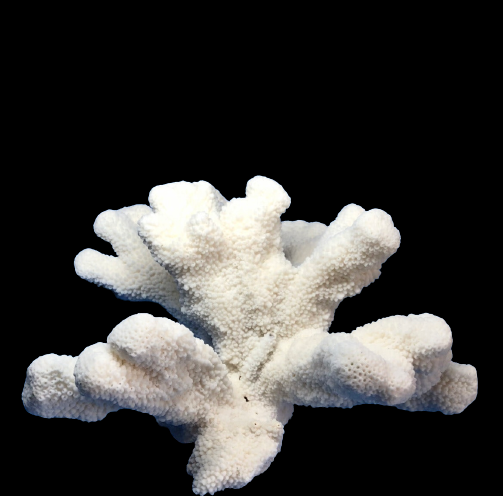 Cats Paw Coral (11”x9”)