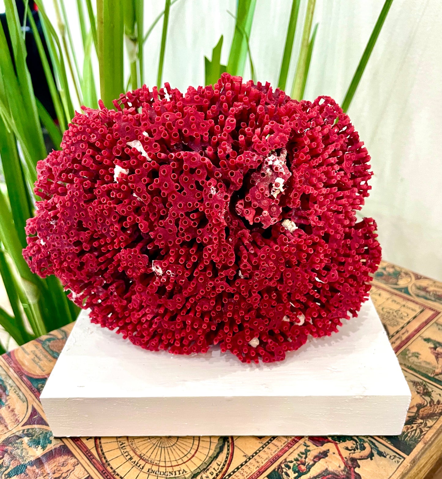 Organ Red Pipe Coral 6"x6" on White Base