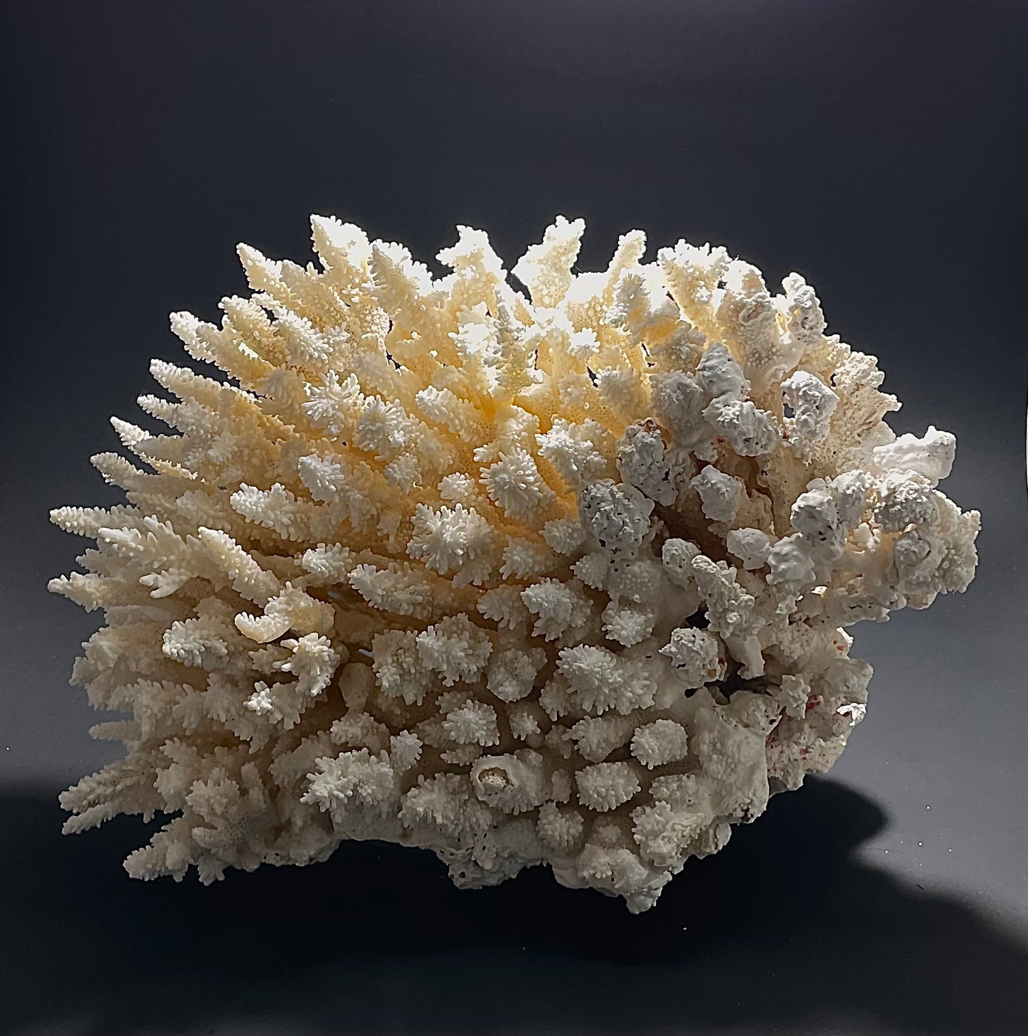 Bush Coral (15”x12”)