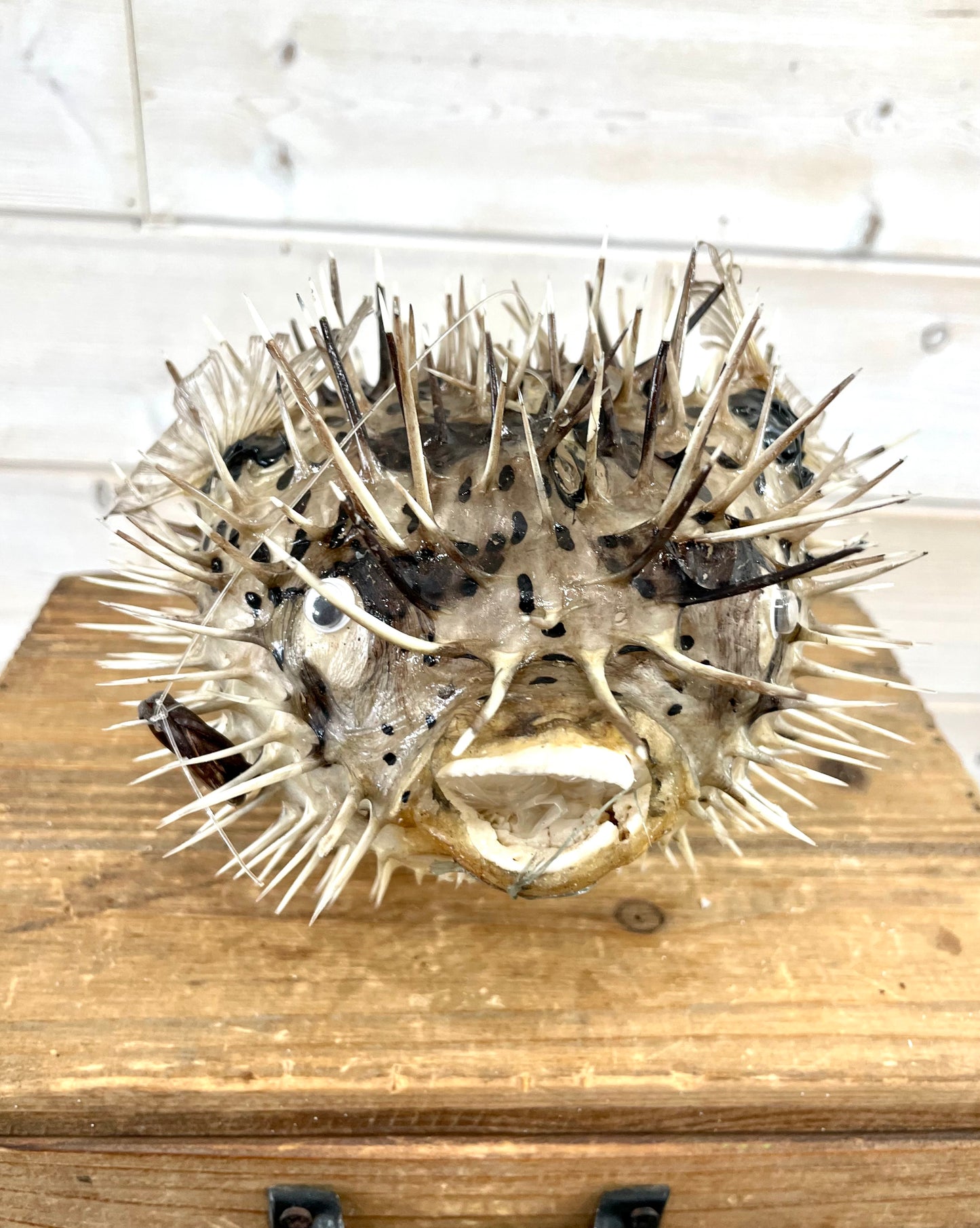Spiny Puffer Fish (9”-10”)