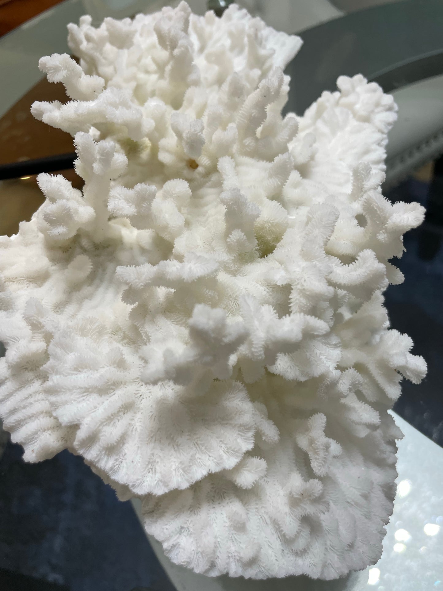Merulina Coral (11”x10”) on Metal Stand
