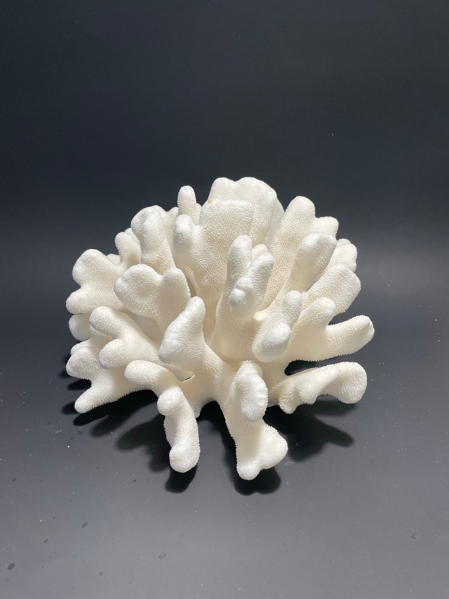 Elkhorn Coral (10”x9”)